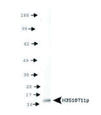 H3S10pT11p | Histone H3 (p Ser10, p Thr11) in the group Antibodies Plant/Algal / DNA/RNA/Cell Cycle / Epigenetics/DNA methylation at Agrisera AB (Antibodies for research) (AS16 3179)